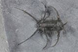 Spiny Ceratarges Trilobite - Zireg, Morocco #356940-2